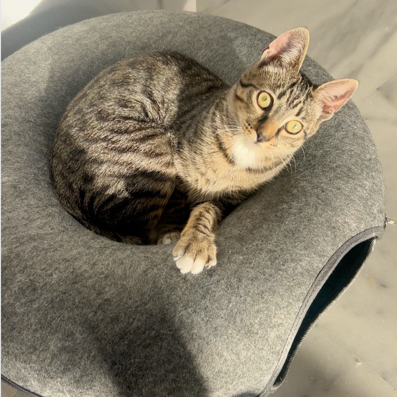 DONUT CATCLOUD