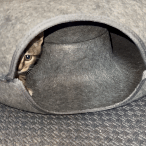 DONUT CATCLOUD