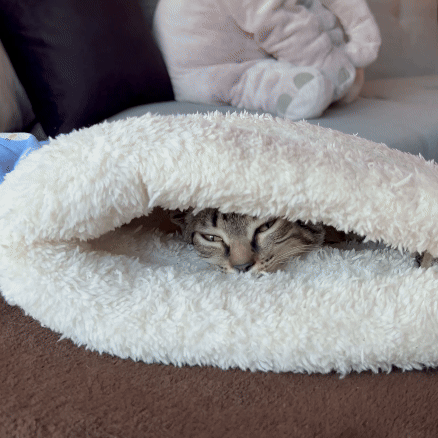 SACO CATNAP