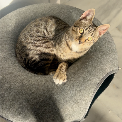 DONUT CATCLOUD